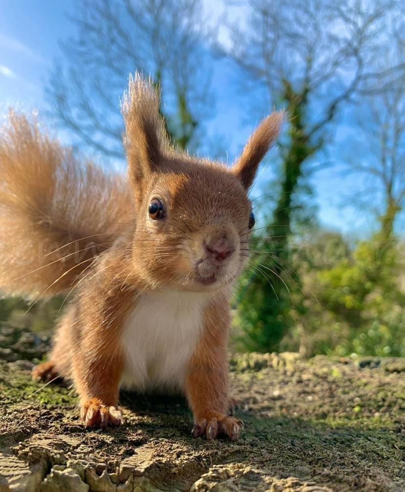 Red Squirrel Lodge Sandown Bagian luar foto